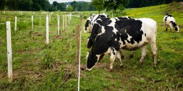 Shifting demand, supply chain issues force dairy farmers to dump fluid milk