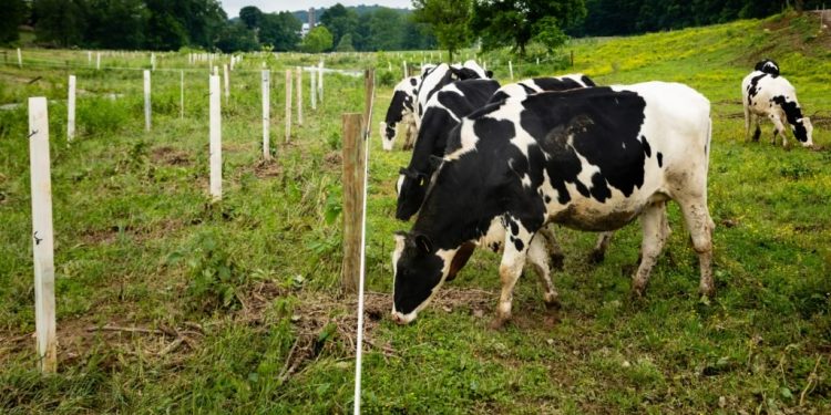 Shifting demand, supply chain issues force dairy farmers to dump fluid milk